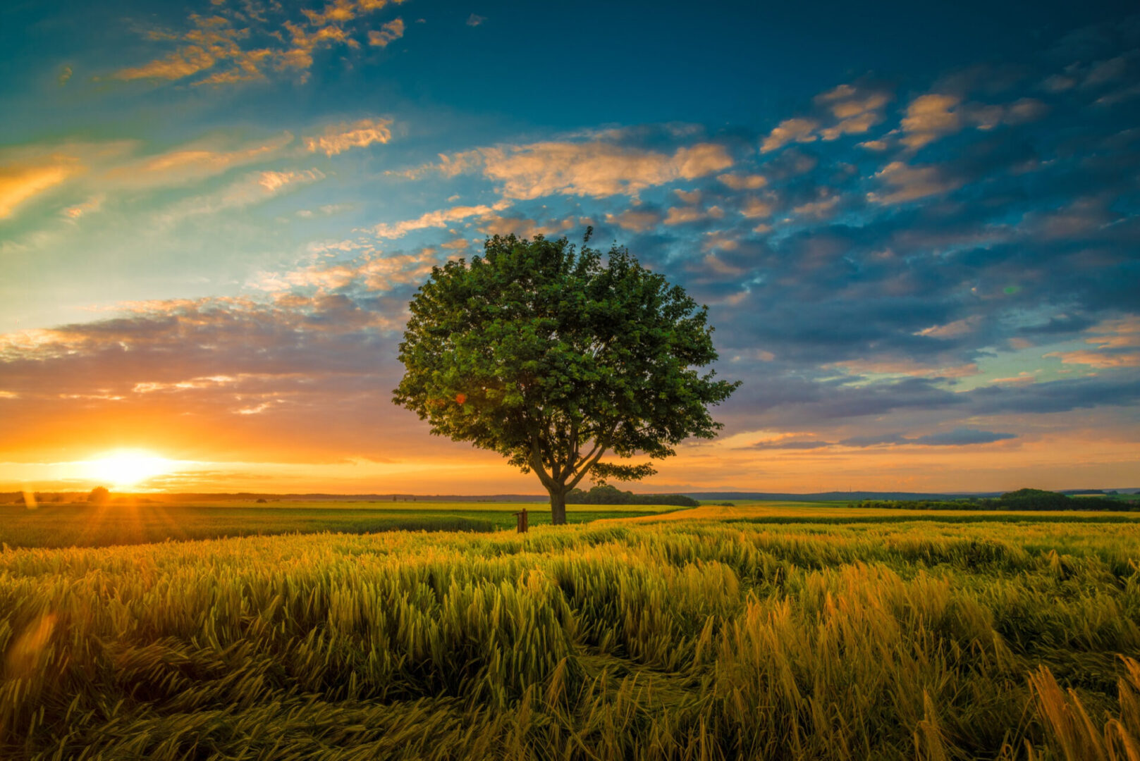 wide-angle-shot-single-tree-growing-clouded-sky-during-sunset-surrounded-by-grass